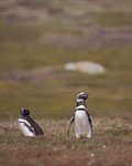 Magelhaen pinguïn 