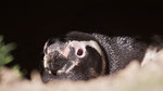 Magelhaen pinguïn 
