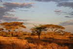 Serengeti NP