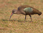 Hadada ibis