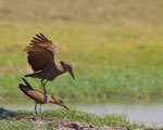 Hammerkop