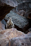 Yellow Footed Rock Wallaby