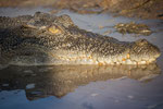 Zoutwater Krokodil