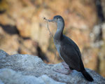 Cormorant