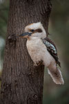 Kookaburra