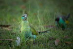 Hooded Parrot