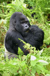 Berg gorilla