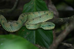 Borneo Pit Viper