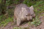 Wombat