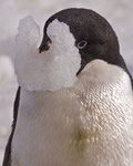 Adelie pinguïn 