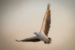 White Bellied Sea Eagle