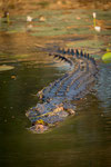 Zoutwater Krokodil