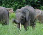 Pygmee Olifant