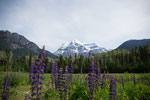 Mount Robson PP