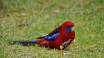 Crimson Rosella