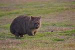 Wombat