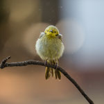 White Plumed Honeyeater