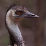 Emu