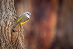 Yellow Robin