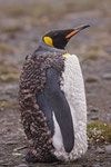 Konings pinguïn 