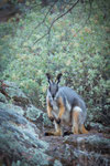 Yellow Footed Rock Wallaby