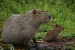 Capibara