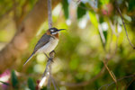 Western Spinebill