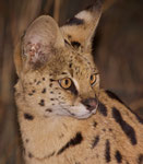 Serval