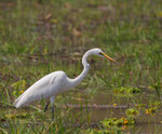 Grote zilverreiger