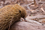 Echidna