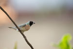 Gouldian Finch