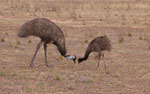 Emu