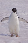 Adelie pinguïn 