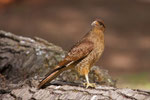 Caracara