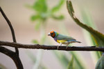 Gouldian Finch