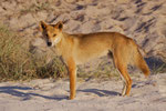 Dingo