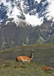 Guanaco