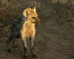 Hyena