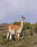 Guanaco