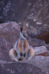 Yellow Footed Rock Wallaby