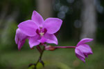 Orchidee