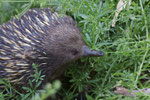 Echidna