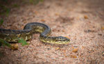 Carpet Python