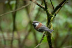 Chestnut-Backed Chickadee