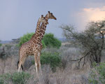 Giraffe