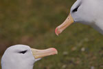 Wenkbrauw albatros