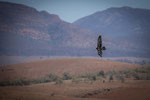 Wedge Tailed Eagle