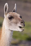 Guanaco