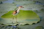 Comb Crested Jacana