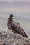 Andes Condor